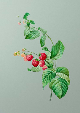 Red Berries on Mint Green