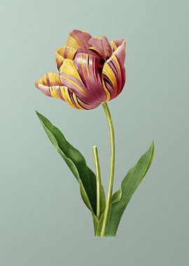 Tulip on Mint Green