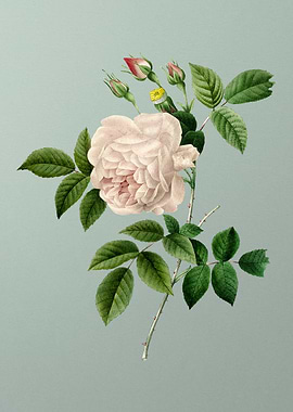 Rosa Indica on Mint Green