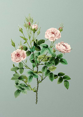 Rosier Pompon on Mint