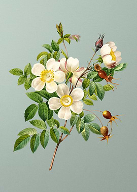 White Candolle Rose Mint