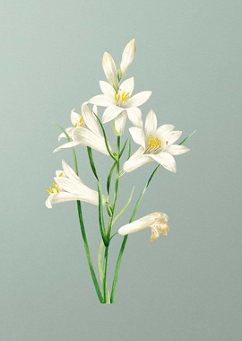 St Brunos Lily on Mint