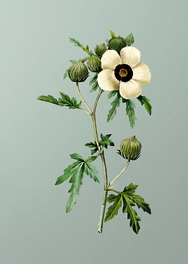 Venice Mallow on Mint