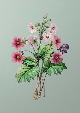 Chinese Primrose on Mint