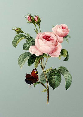 Provence Rose on Mint