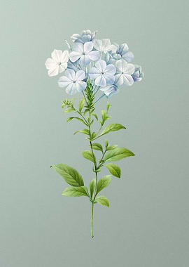 Plumbago on Mint Green