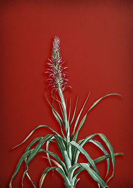 Pina Cortadora on Red