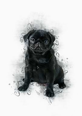 Black Pug