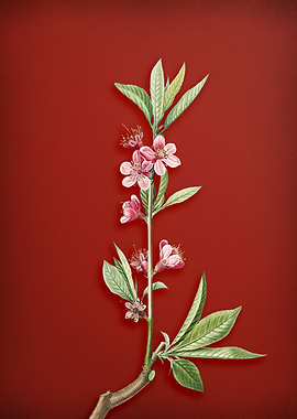 Pink Flower Branch on Red