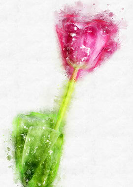 pink tulip watercolor