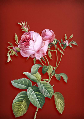 Pink Cabbage Rose on Red