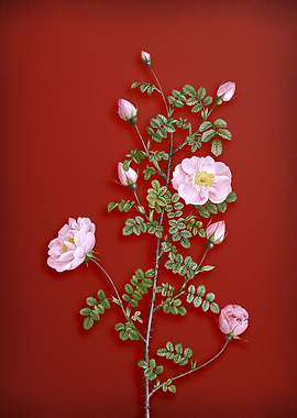 Pink Scotch Rose on Red