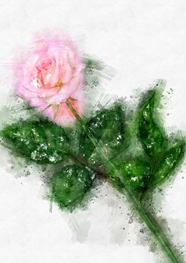 soft pink rose watercolor