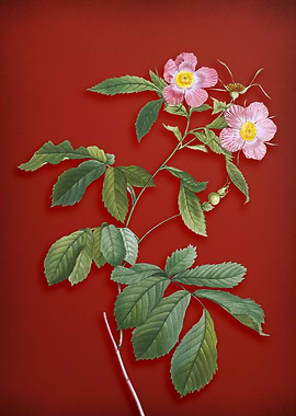 Pink Alpine Roses on Red