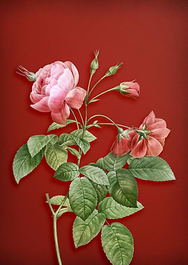 Pink Boursault Rose on Red