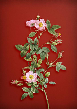 Pink Pompon Rose on Red