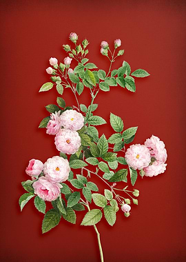 Pink Baby Roses on Red