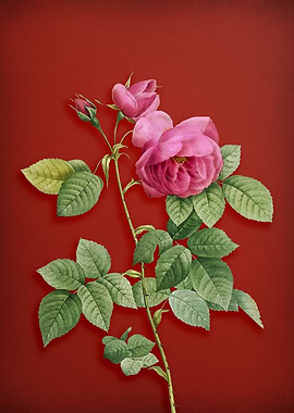 Pink Bourbon Roses on Red