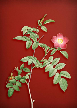 Pink Alpine Rose on Red