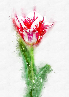 red white tulip watercolor
