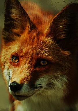 Fox Portrait