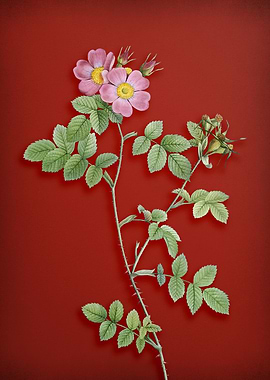 Sweetbriar Roses on Red
