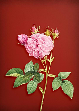 Pink Agatha Rose on Red