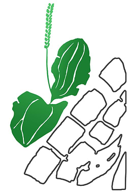 Plantain to the road