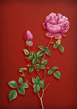 Pink Autumn Rose on Red