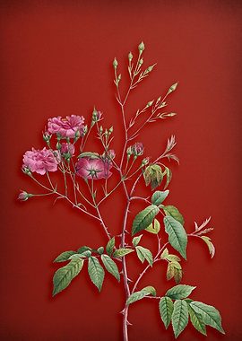 Pink Noisette Roses on Red