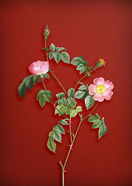 Pink Copper Rose on Red