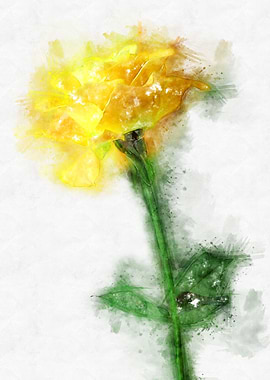 yellow rose watercolor