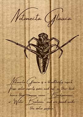 Notonecta Glauca