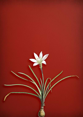 Rain Lily on Red
