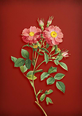 Elizabeths Rose on Red