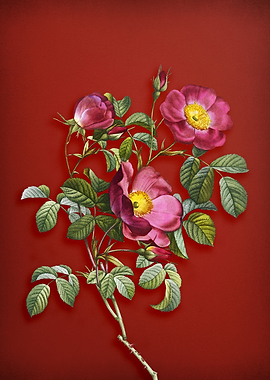 Rose of Love Bloom on Red