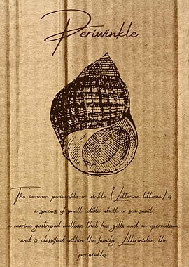 Periwinkle