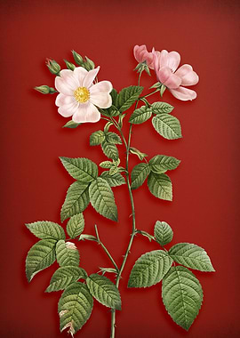 Bramble Leaved Rose on Red