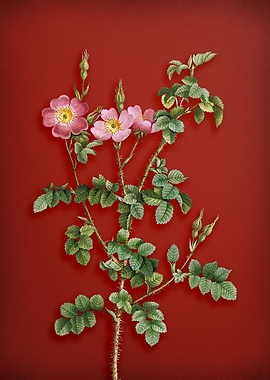 Sweetbriar Rose on Red