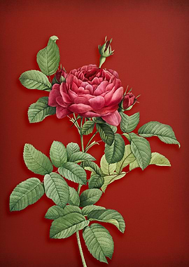 Red Gallic Rose on Red