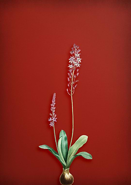 Scilla Obtusifolia on Red