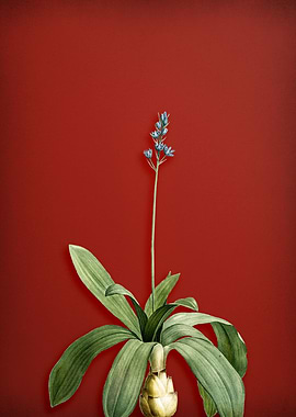 Scilla Hyacinthus on Red