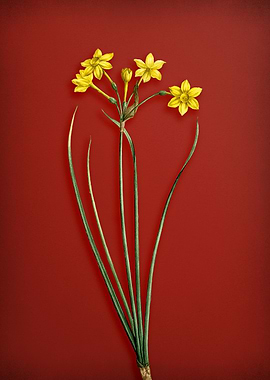 Rush Daffodil on Red