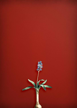 Scilla Lingulata on Red