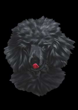 Poodle Dog
