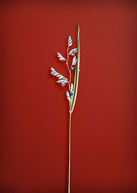 Alligator Flag on Red