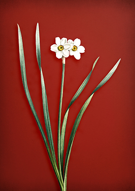 Primrose Peerless on Red