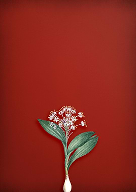 Pygmy Hyacinth on Red