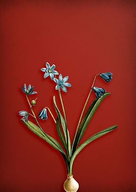 Scilla Amoena on Red