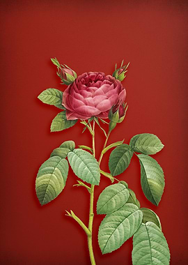 Red Gallic Rose on Red